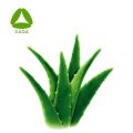 ALOOE EMODIN 98% POUDRE D'ALOE VERA EXTRAIT DE POUDRE