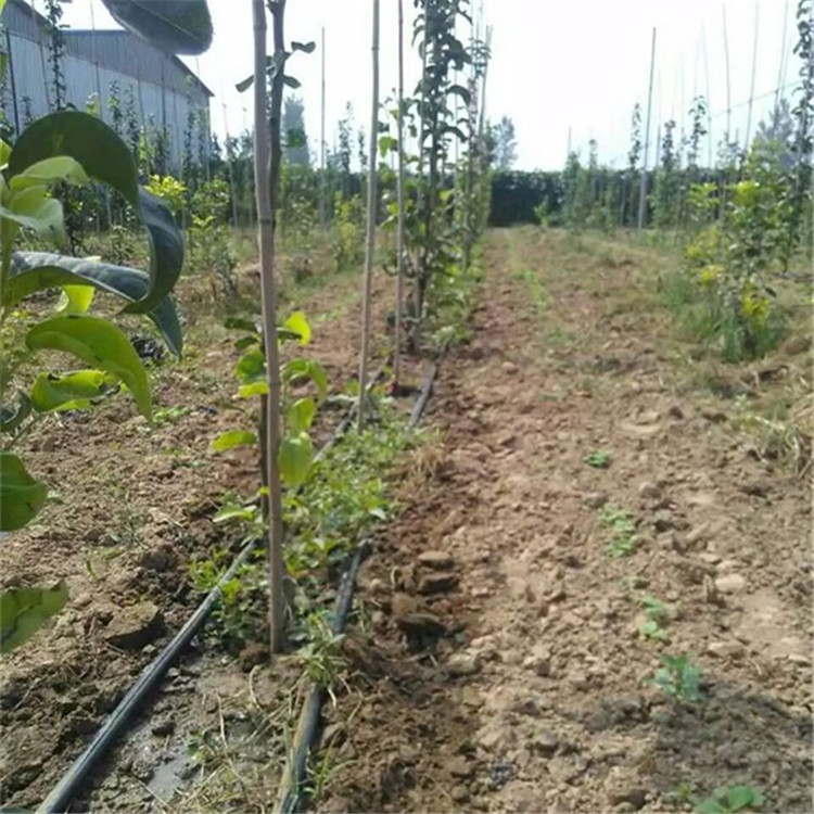 Drip Irrigation 87