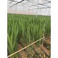 قطع جديدة من Gladiolus Adina Pink لديكور الزفاف