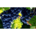 Red Grape Vine Extract Vitis Vinifera L. Resveratrol Anthocyanidin Polyphenols Red Wine Extract