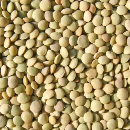 Lentils