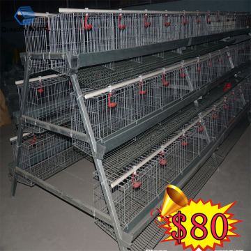 Automatic 96-160 Birds Broiler Chicken