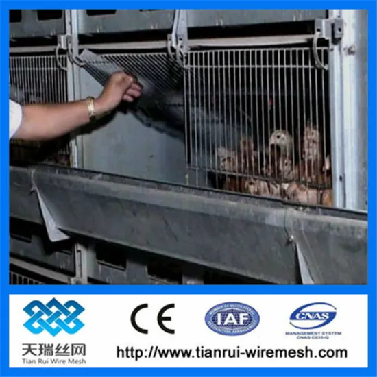 poultry cages TUV certicification hot dipped galvanized 20 years lifetime layer chicken cages with Auto water system