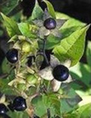 Belladonna Extract