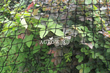 Knotted Anti Bird Nets for Vineyard