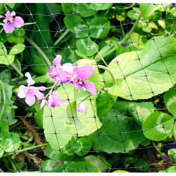 Filet de jardin d&#39;agriculture en plastique extrudé