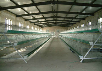 Design Poultry Farm Shed Steel Shed (br00171)