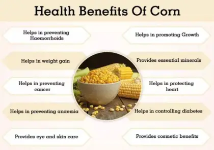 Wholesale unrefined  corn germ oil