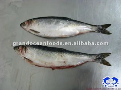 wild herring fillet IQF