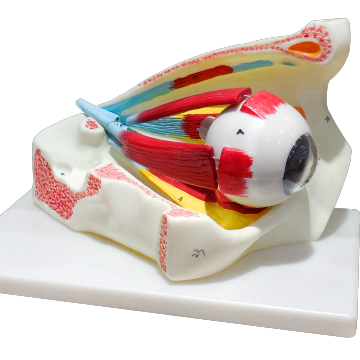 Modello 3D Eye con orbita: Anatomia dettagliata e risorsa di fisiologia
