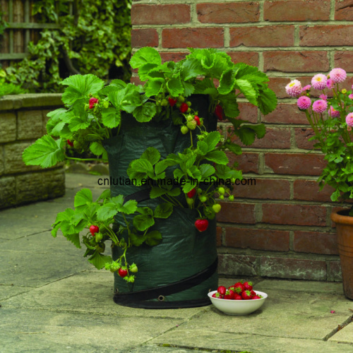 Pop up Strawberry Planter Bag