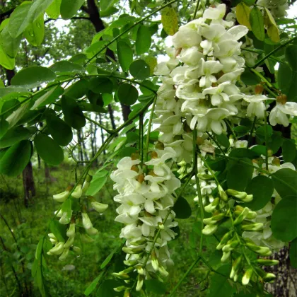 sophora japonica extract powder