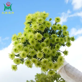 Athens Green Spray Mums