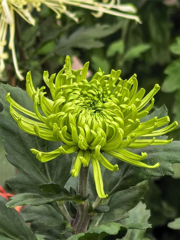Green Anna spray chrysanthemum