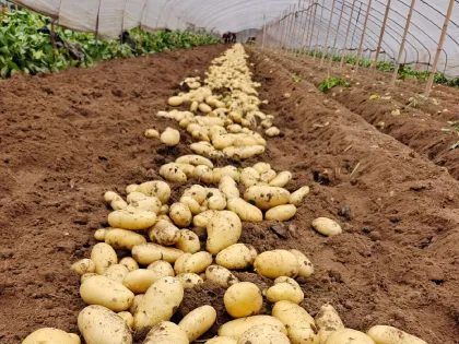 Premium Yellow Skin Yellow Flesh Potatoes