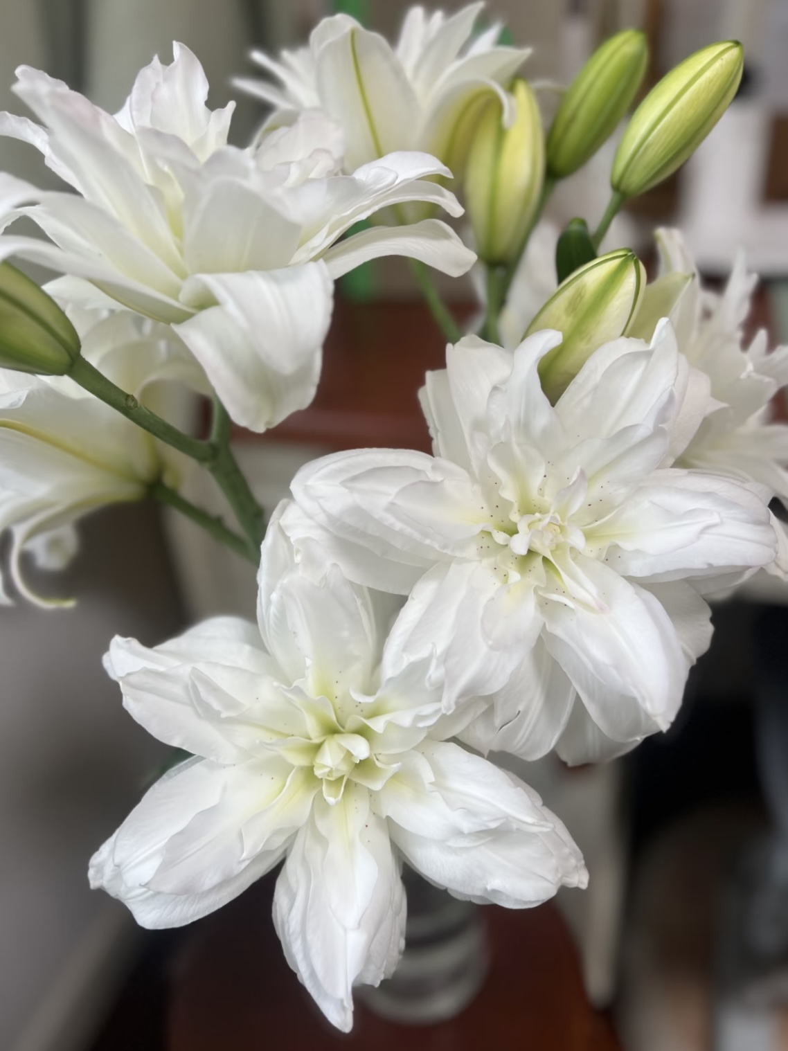 Canova Double petal lily2