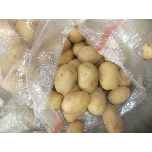 2018 new crop Batata fresca