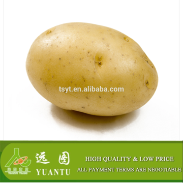 2015 Fresh China Potato Selling By Per Ton Price
