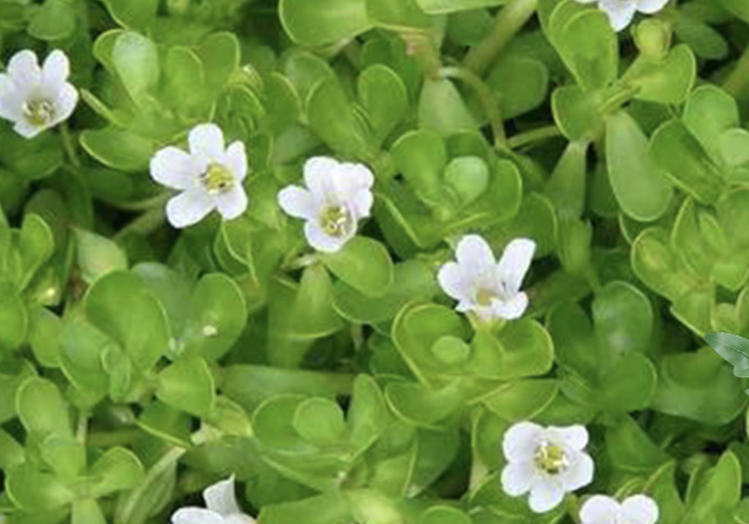 Bacopa Monnieri Extract Supplier