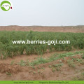 For Sale Super Food Dried Conventional Goji Berries