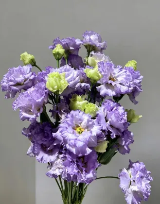 Premium Farmer Light Purple Lisianthus Long Vase Life
