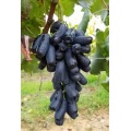 Uvas roxas Jade Tianzhu sem sementes