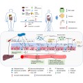 Polvere probiotica di Akkermansia Muciniphila con 250 miliardi di Afu/G per il supporto della salute dell'intestino