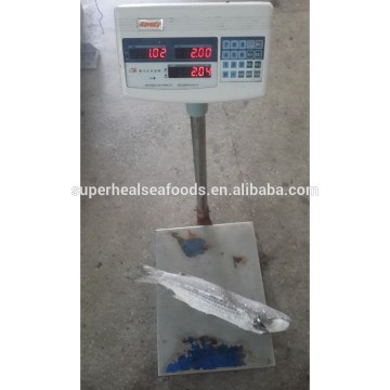 Single Piece Best Quality Grey Mullet 1kg/pcs