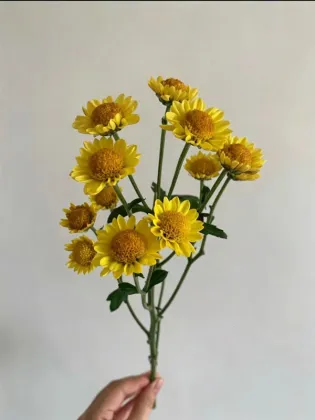 Nannong Little Golden star
