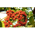 Pure Evodia Rutaecarpa Herbal Extract for Enhanced Health Benefits