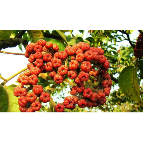 Pure Evodia Rutaecarpa Herbal Extract for Enhanced Health Benefits
