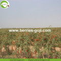 Factory Supply Dried Malaysia Goji Berries