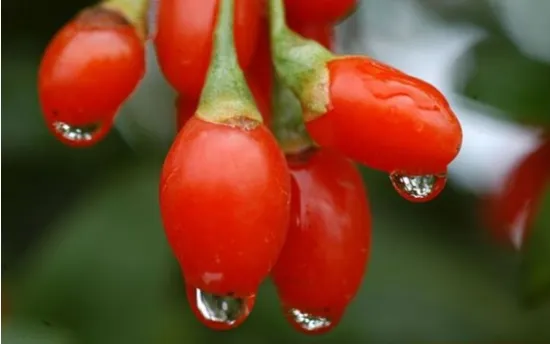 Dried Chinese wolfberry Goji Berry