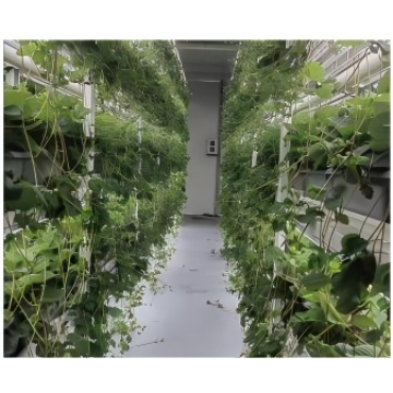 زراعة الفراولة نوع YD40JBC-B01-TK