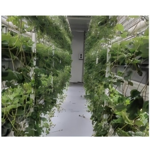 Тип выращивания клубники YD40JBC-B01-TK