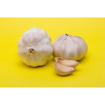 Natural Fresh White Garlic Vegetables