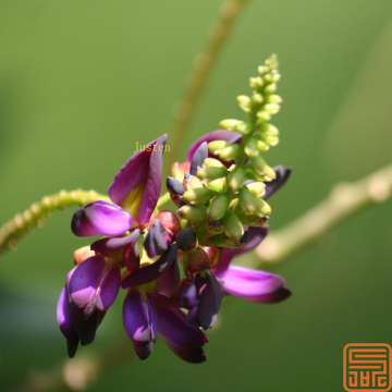 Puerariae Extract Puerarin 98%