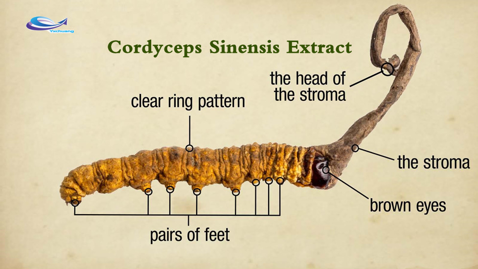  organic cordyceps militaris extract