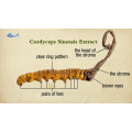 Cordyceps sinensis Extracto de micelio Freuce Body