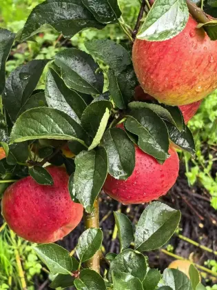 Tasty YN Fresh Apple Collection