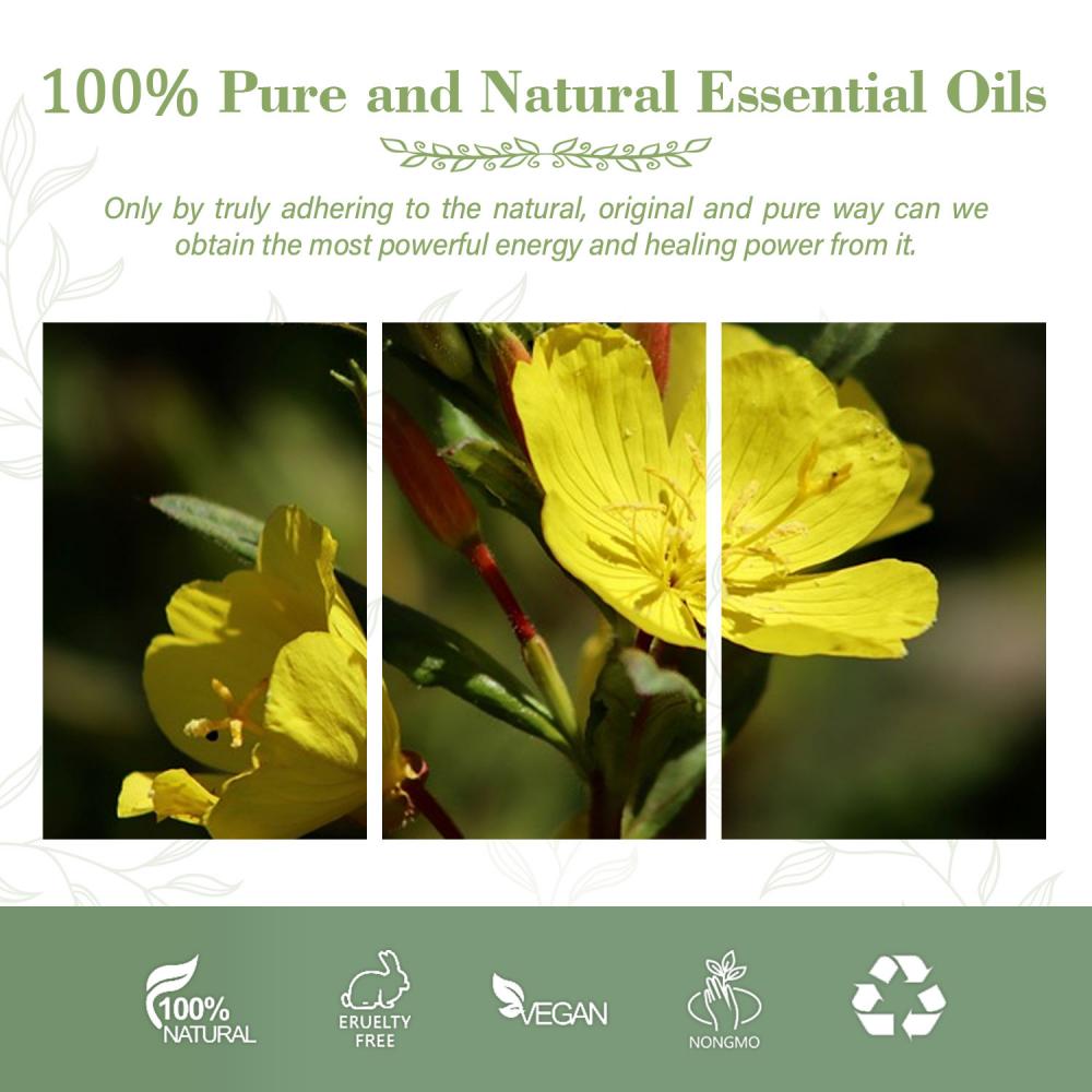 Wholesale Organic Carrier Oil Evening Primrose Oil at Best Price for Skin Care