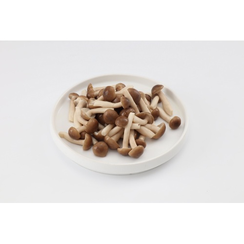 company Price white beech mushroom