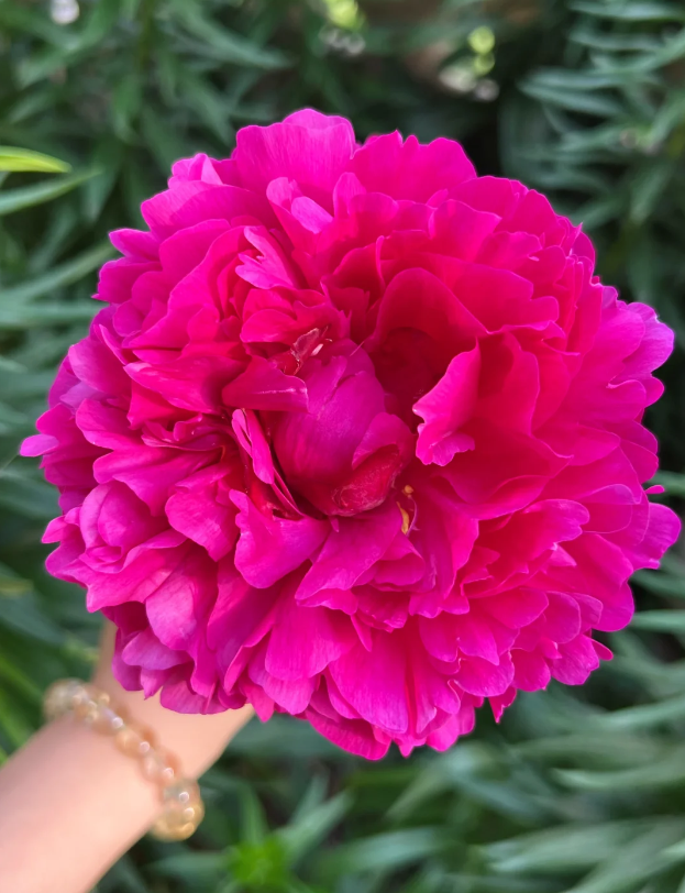 Red Fuji Herbaceous Peony