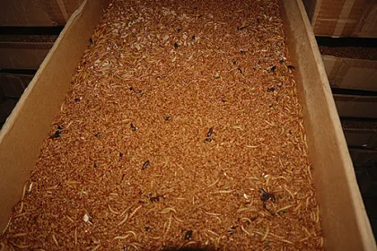 Aquarium Fish Food Alternative