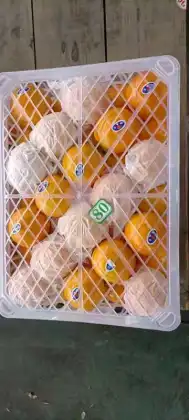 fresh VALENCIA ORANGE