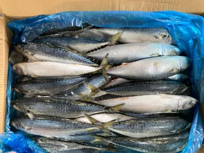 Frozen Pacific Mackerel 500g Sea Block Bqf