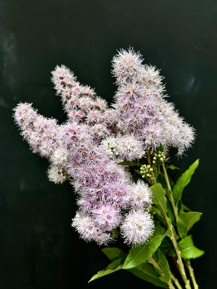 Pink Sorbaria sorbifolia