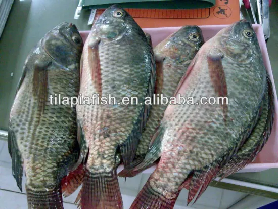 African Market Fresh Tilapia Whole