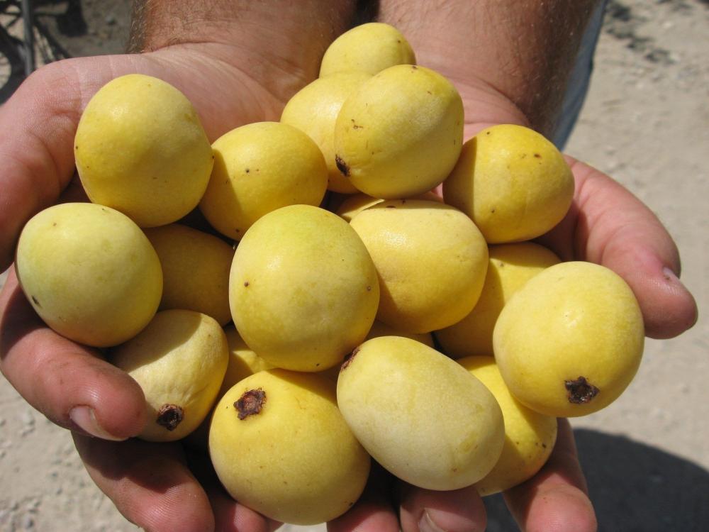 Marula oil for skin body care