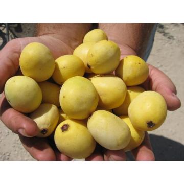 Óleo de Marula para cuidados com a pele e corpo